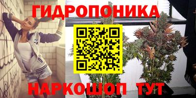шишки Тверь
